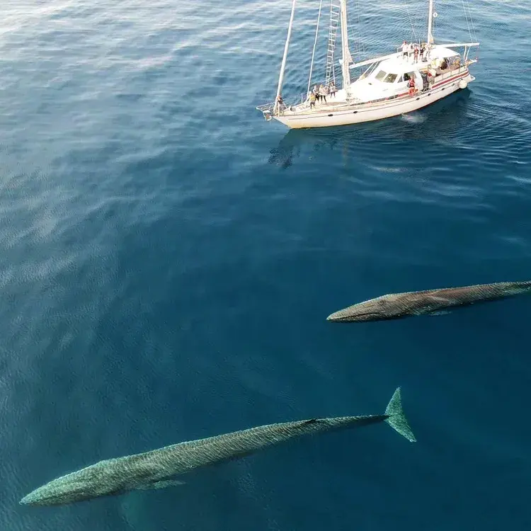 Cetacei fotografati da drone